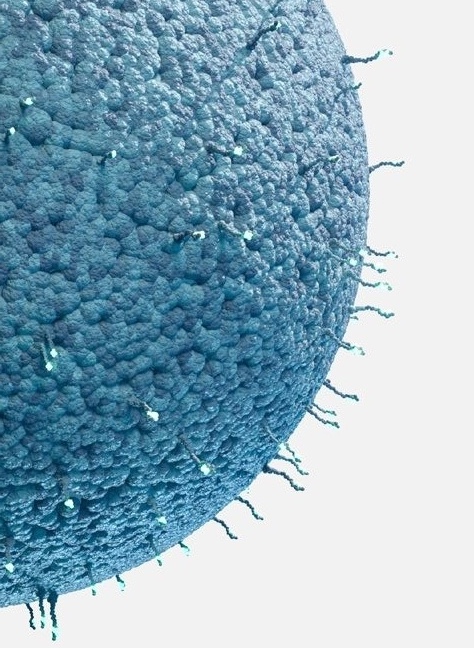 TARGETING COSMETICO DEGLI ADIPOCITI